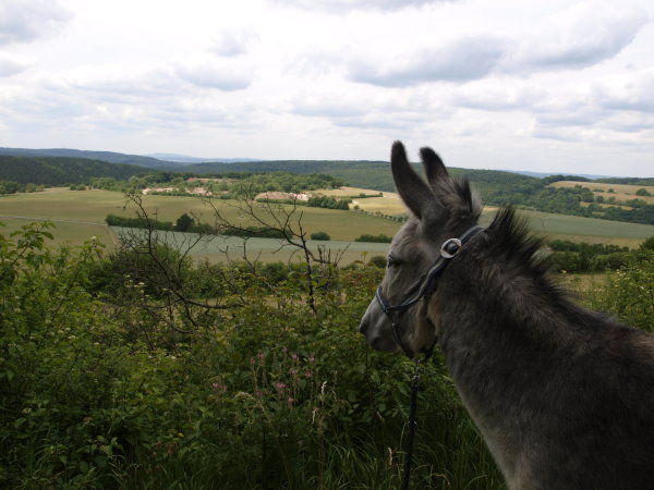 Eselblick